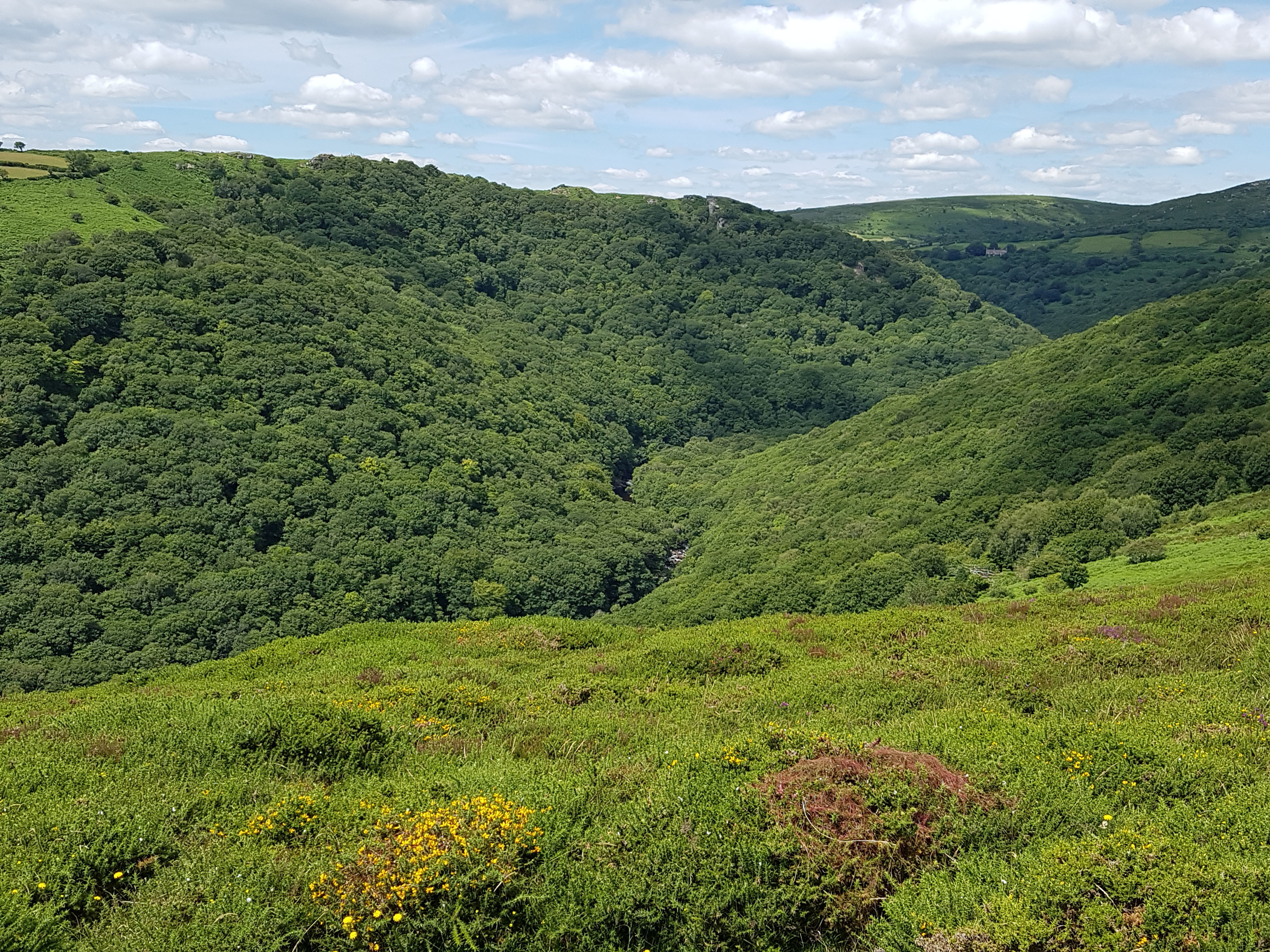 Dartmoor wooded valley of the dart