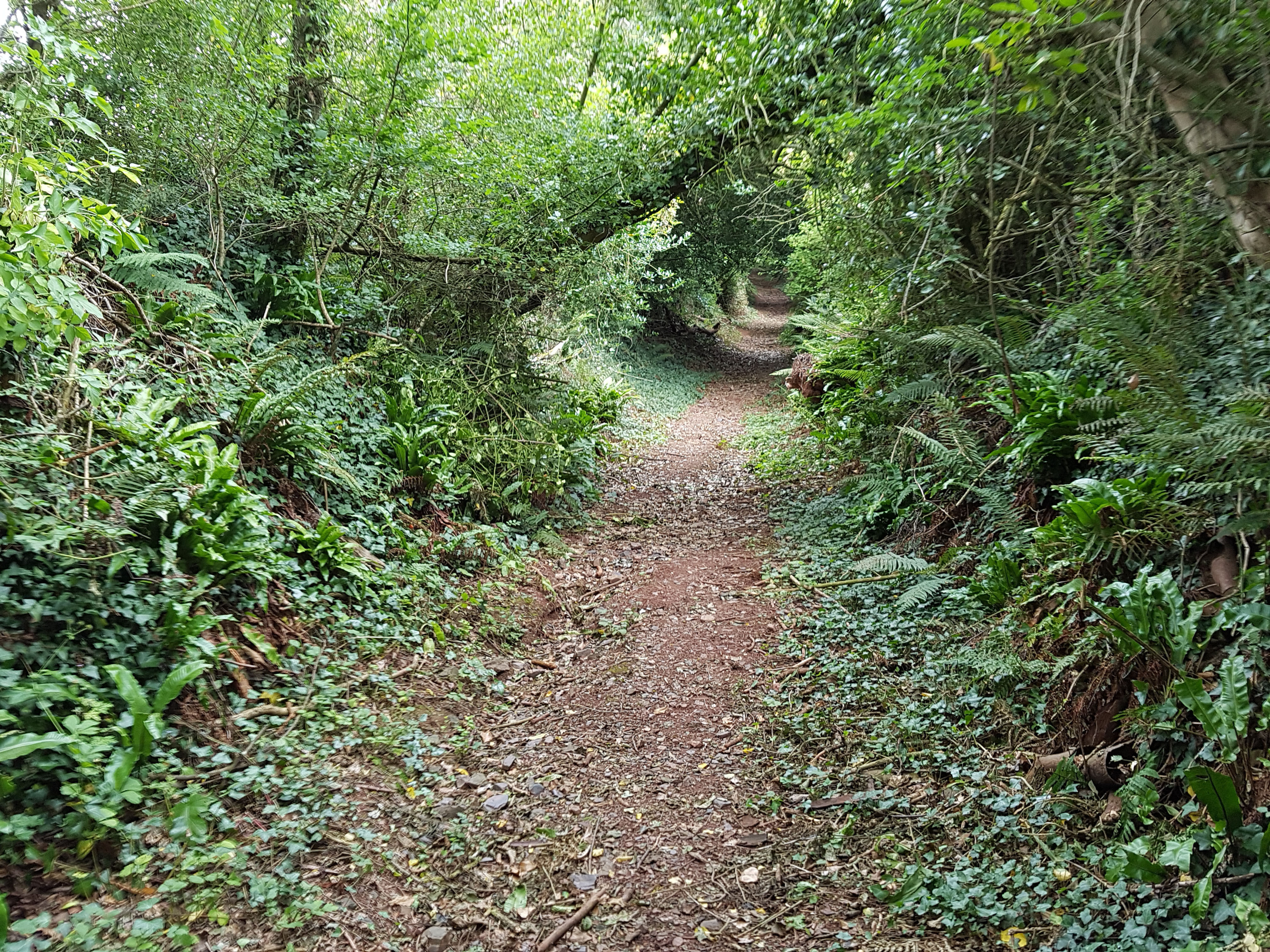 Dartmoor green wooded lane with overhanging trees