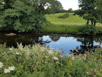 Dartmoor river side with flowers and fields