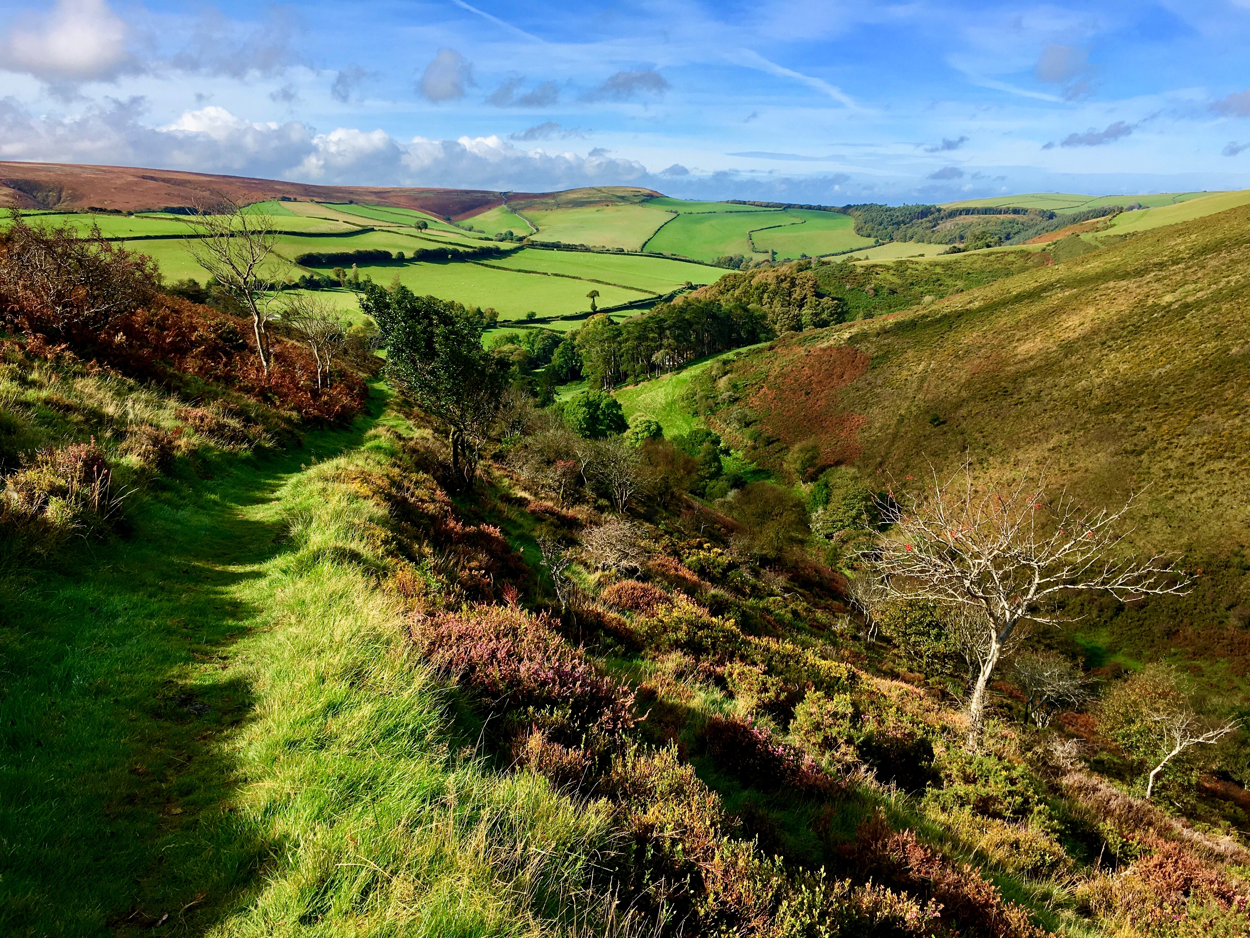 Deddy Combe Exmoor fields and green track