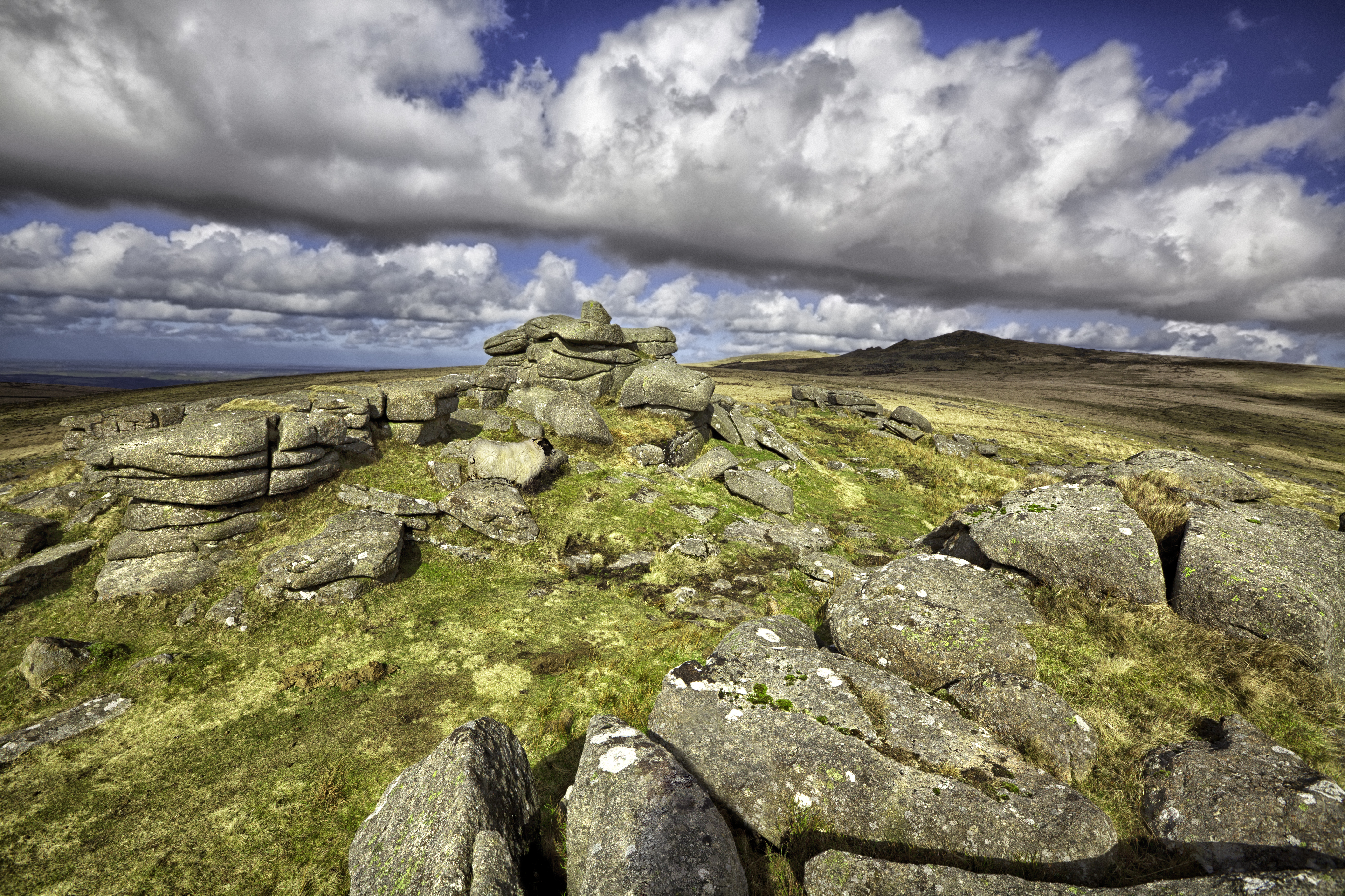 Sheep on moor with rocks in distance Devon
