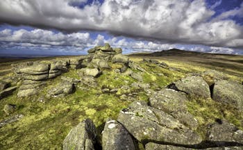 Sheep on moor with rocks in distance Devon