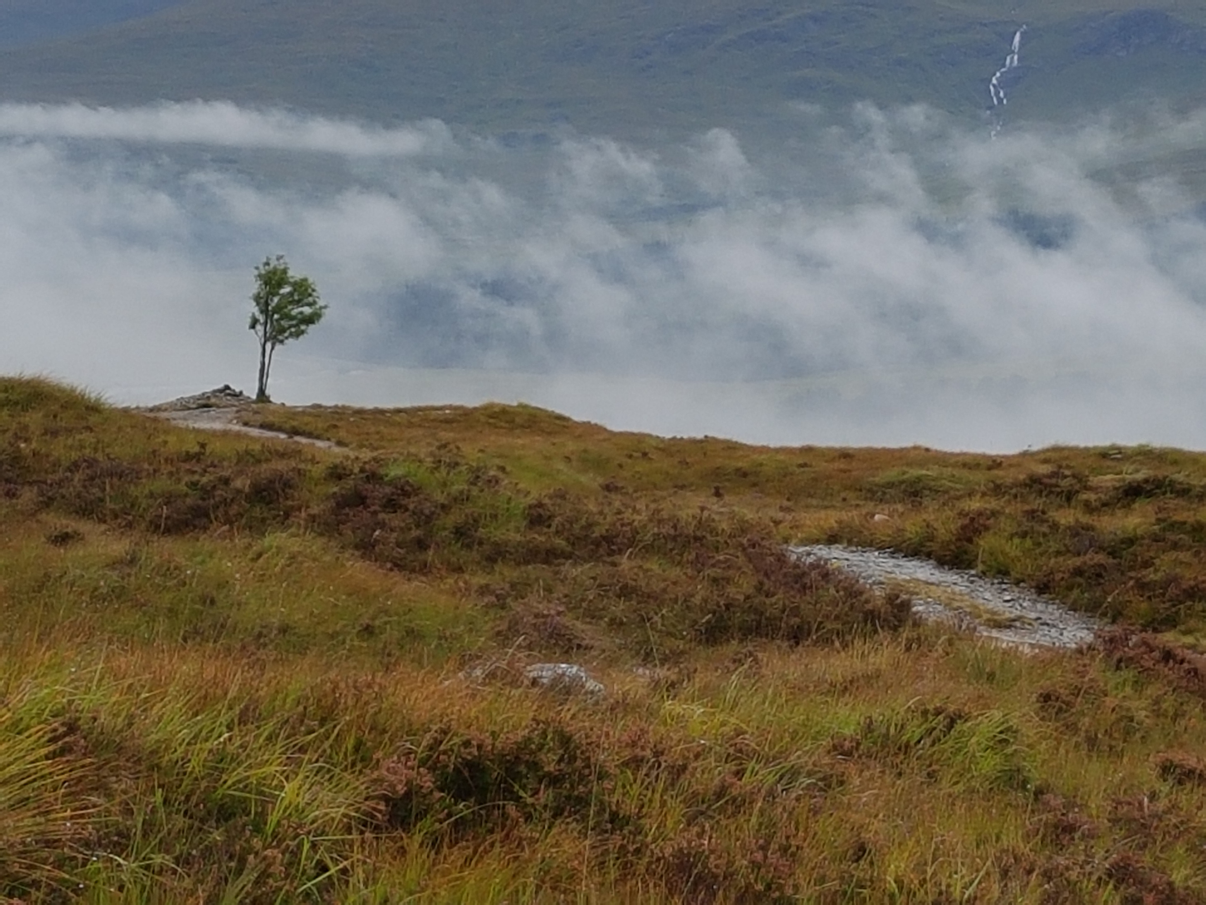 West highland way tree on ridge with misty background