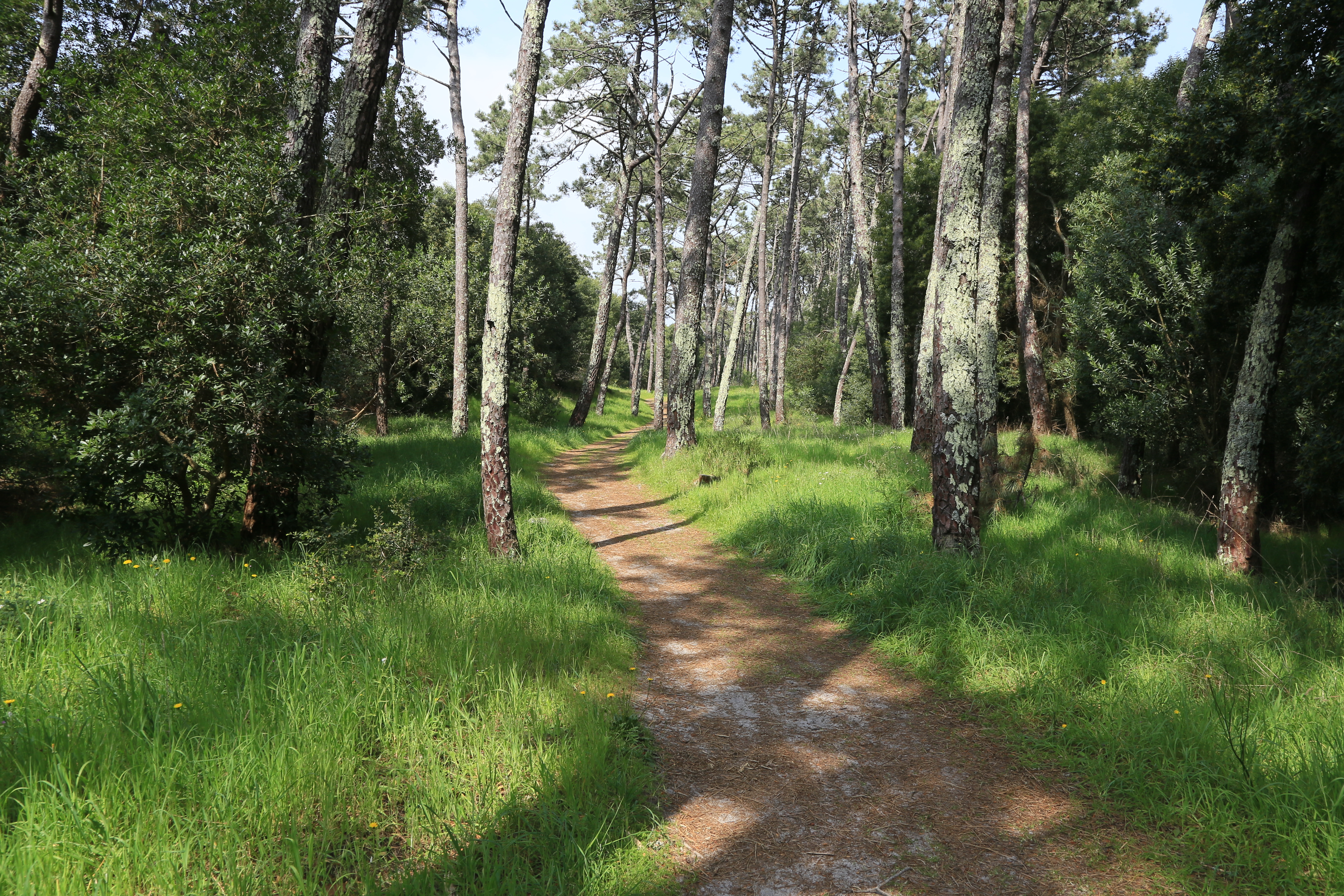 Walking path through shady trees