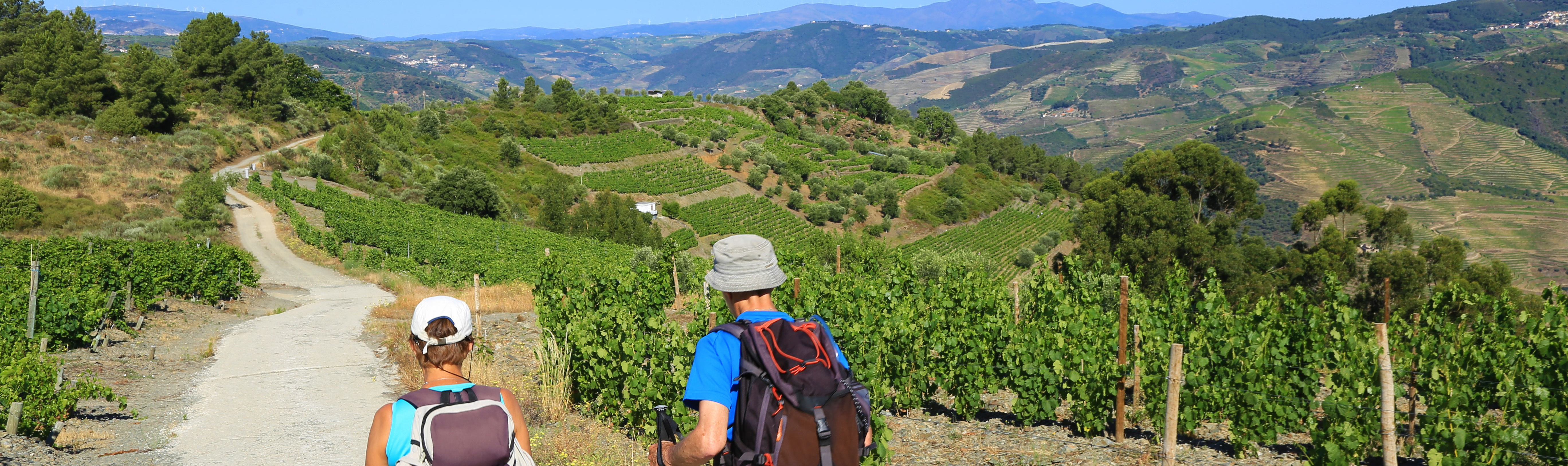 Two walkers on footpath between vines