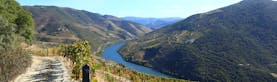 Steep sided valleys with vines with blue water of river Douro