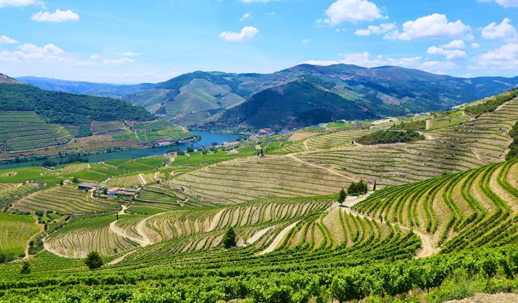 Douro region vineyards