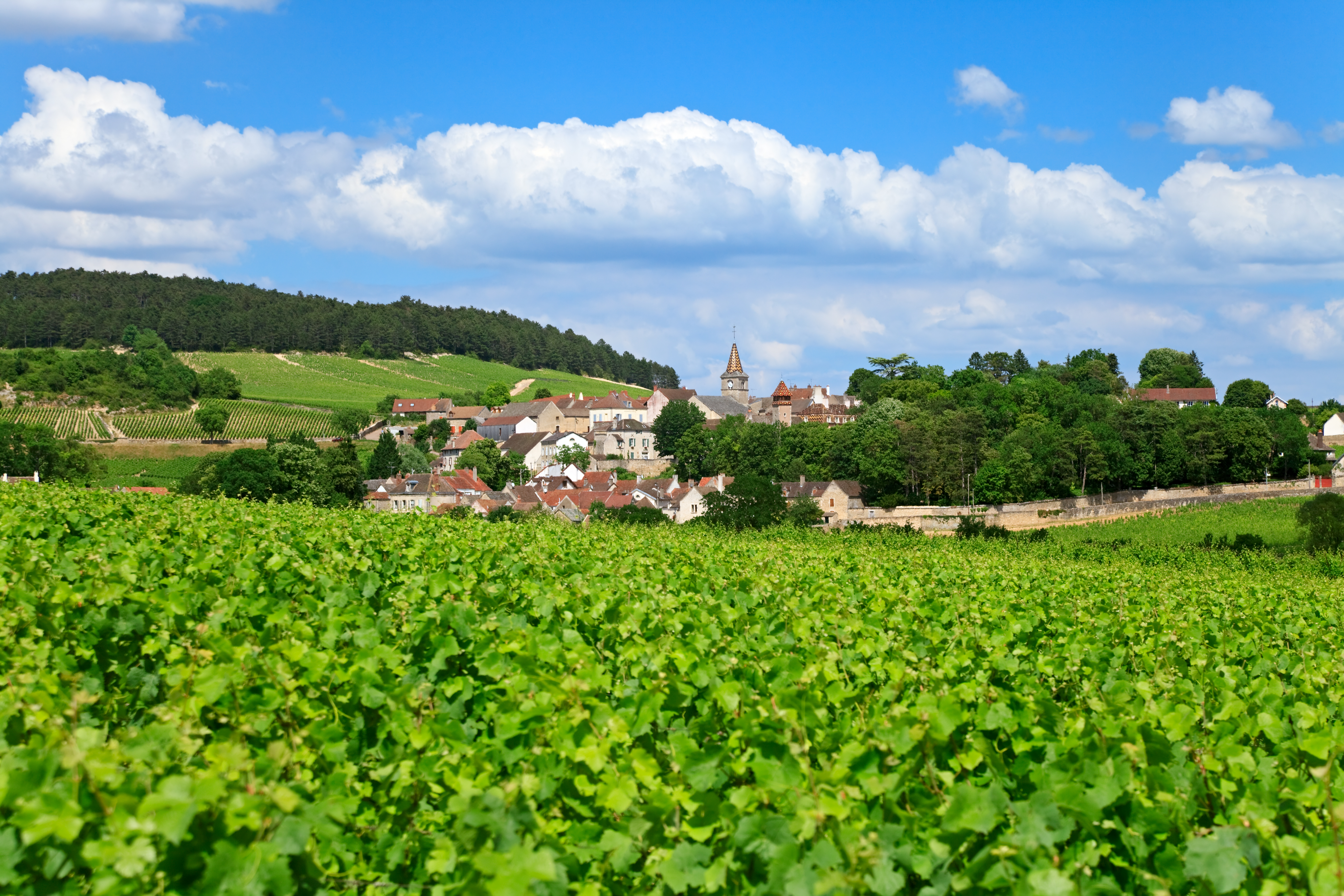 burgundy village of volnay with green vineyard