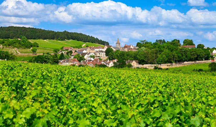 burgundy village of volnay with green vineyard