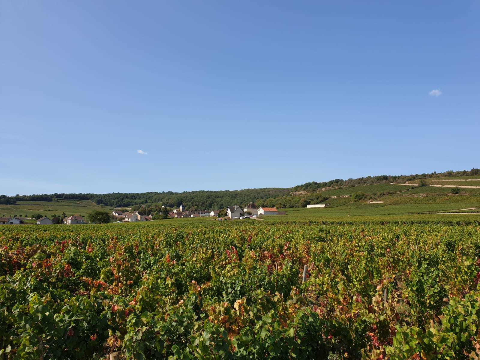 Vineyards in Brugundy 
