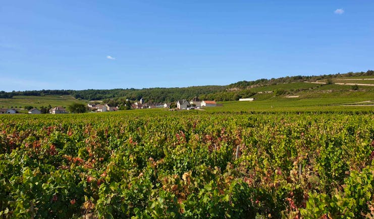 Vineyards in Brugundy 