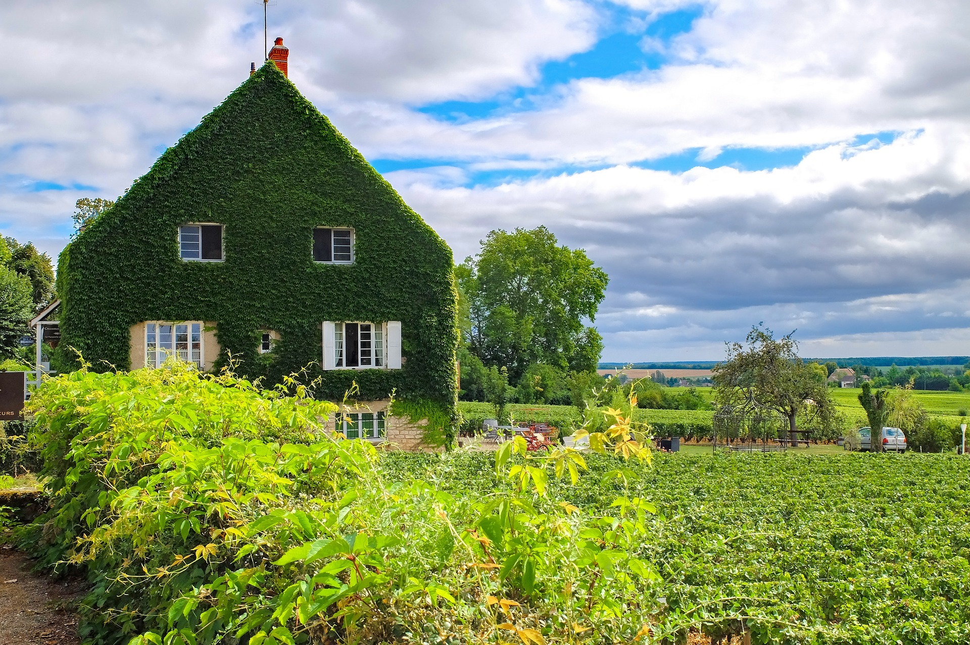 House with ivy on it by side of green vineyard