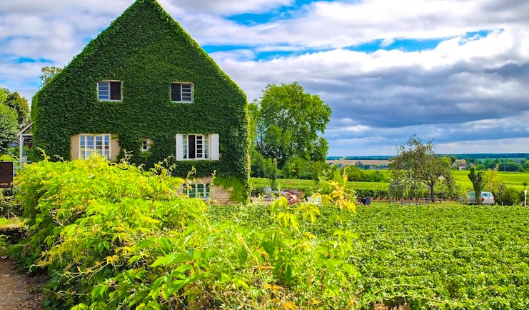 House with ivy on it by side of green vineyard