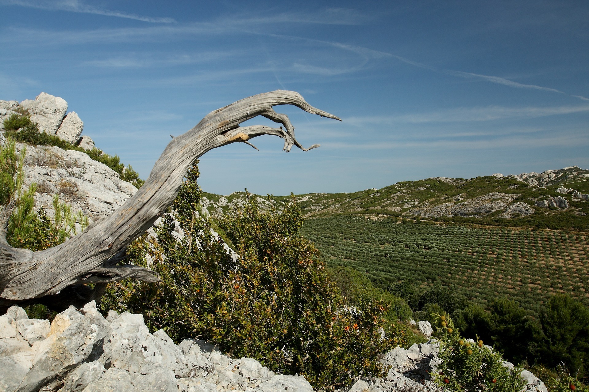 Alpilles Provence scenery tree and valley