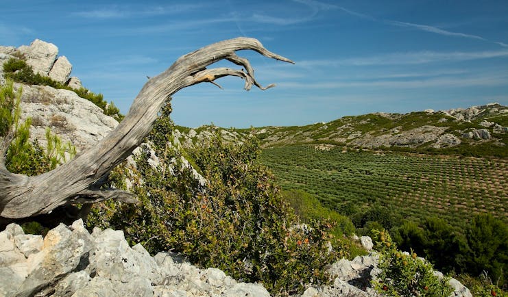 Alpilles Provence scenery tree and valley