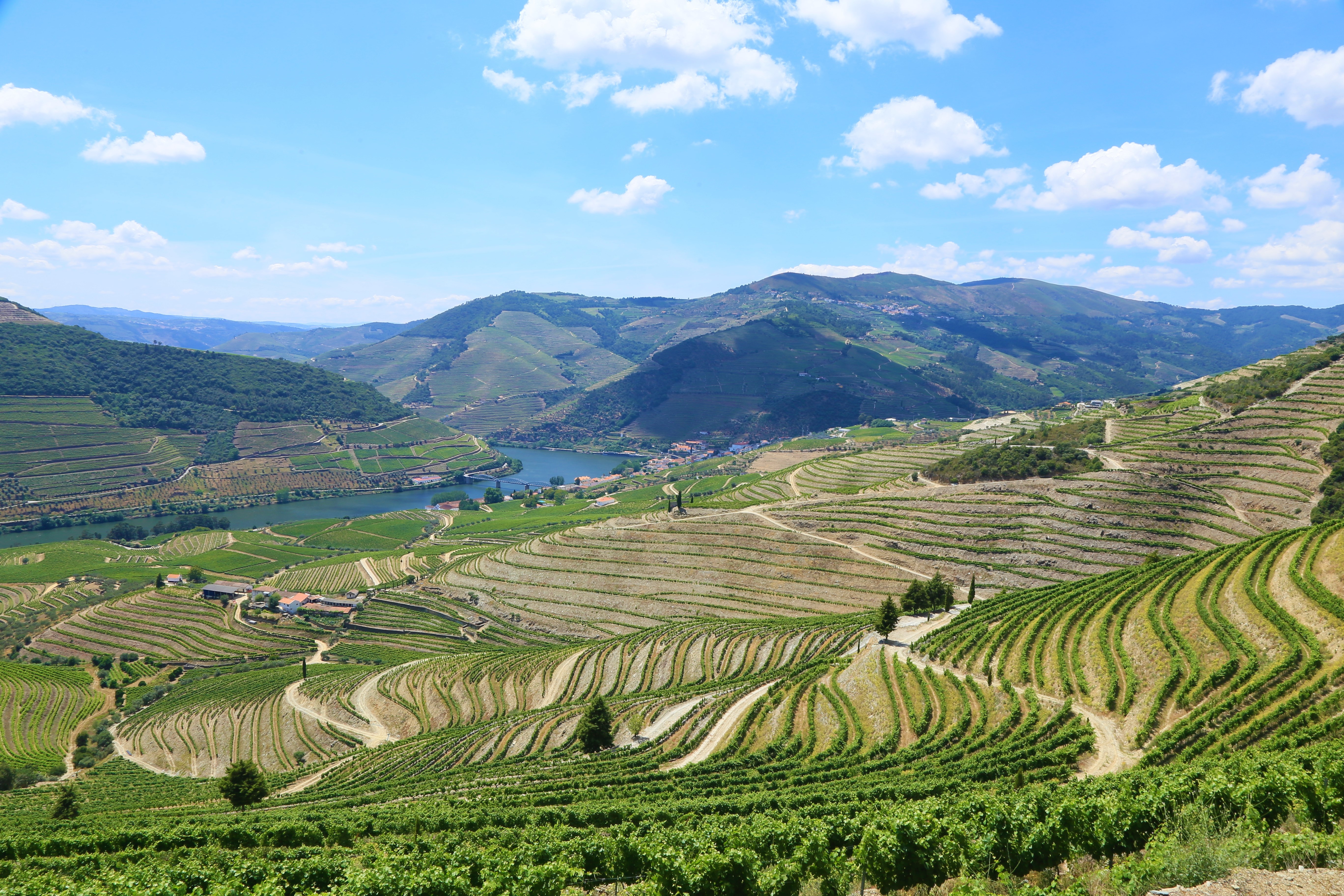Douro region vineyards