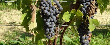 Black grapes on Nebbiolo vines